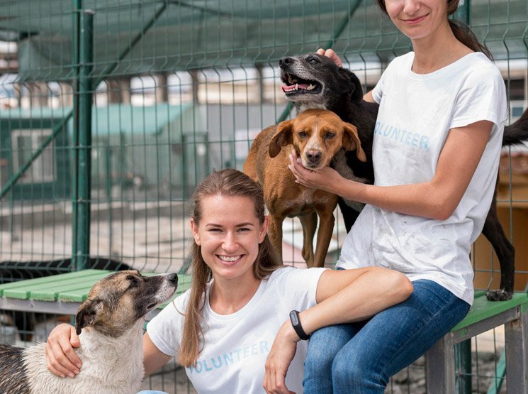 Perreras resistentes para perros pequeños y medianos en España Limpieza dental en perros para prevenir sarro y mal aliento en España