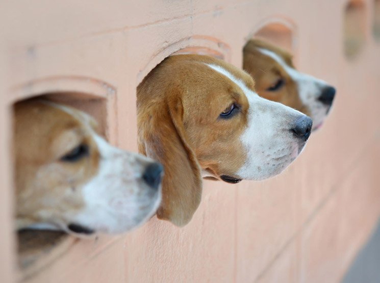Refugios de exterior con aislamiento y ventilación en España Requisitos legales para tener varios perros en una finca o vivienda en España