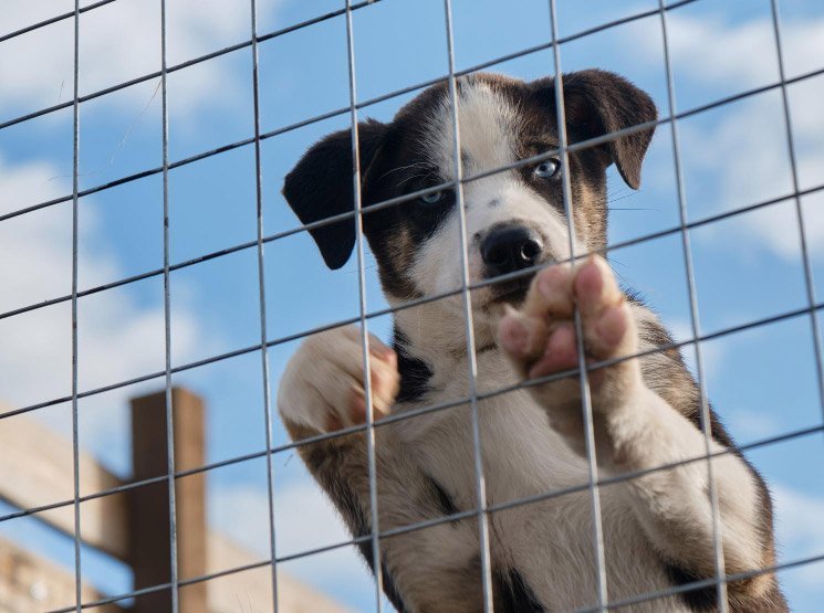 Perreras portátiles y desmontables para movilidad flexible en España Cómo preparar tu casa antes de la llegada de un perro adoptado en España